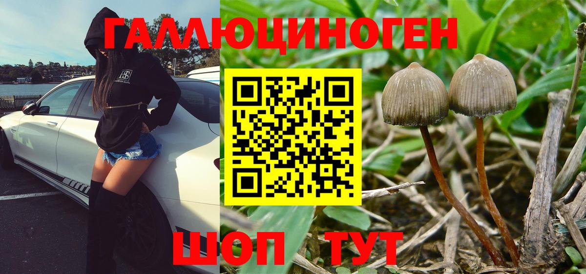 Галлюциногенные грибы Psilocybine cubensis Зеленодольск